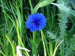 Flores de casafranca