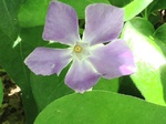 Flores de casafranca