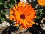 Flores de casafranca