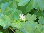 Flores de casafranca